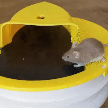 Mousetrap – Capcană pentru șoareci și șobolani 02