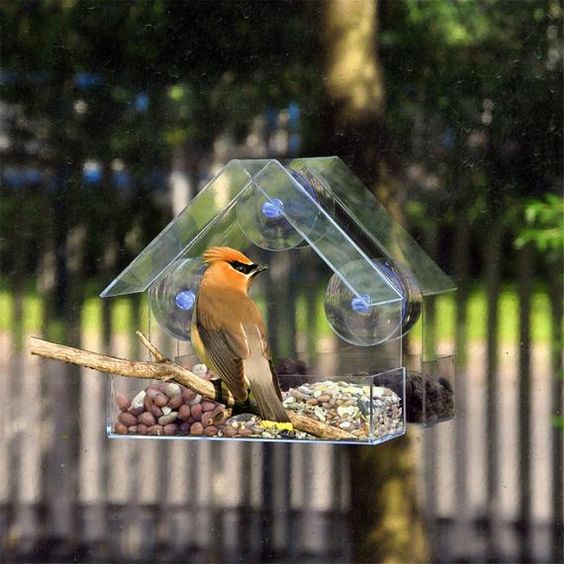 Birdbox – Căsuță transparentă pentru păsări 03