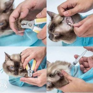 Cat grooming bag – Geantă de îngrijire a pisicilor 03